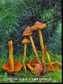 Cortinarius cinnamomeus-amf598